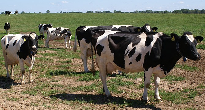 Pieno gamintojai jau gali teikti paraiškas valstybės paramai gauti