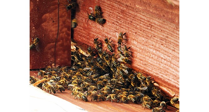 Šalto ir ilgo pavasario pasekmė - bičių spiečių gausa